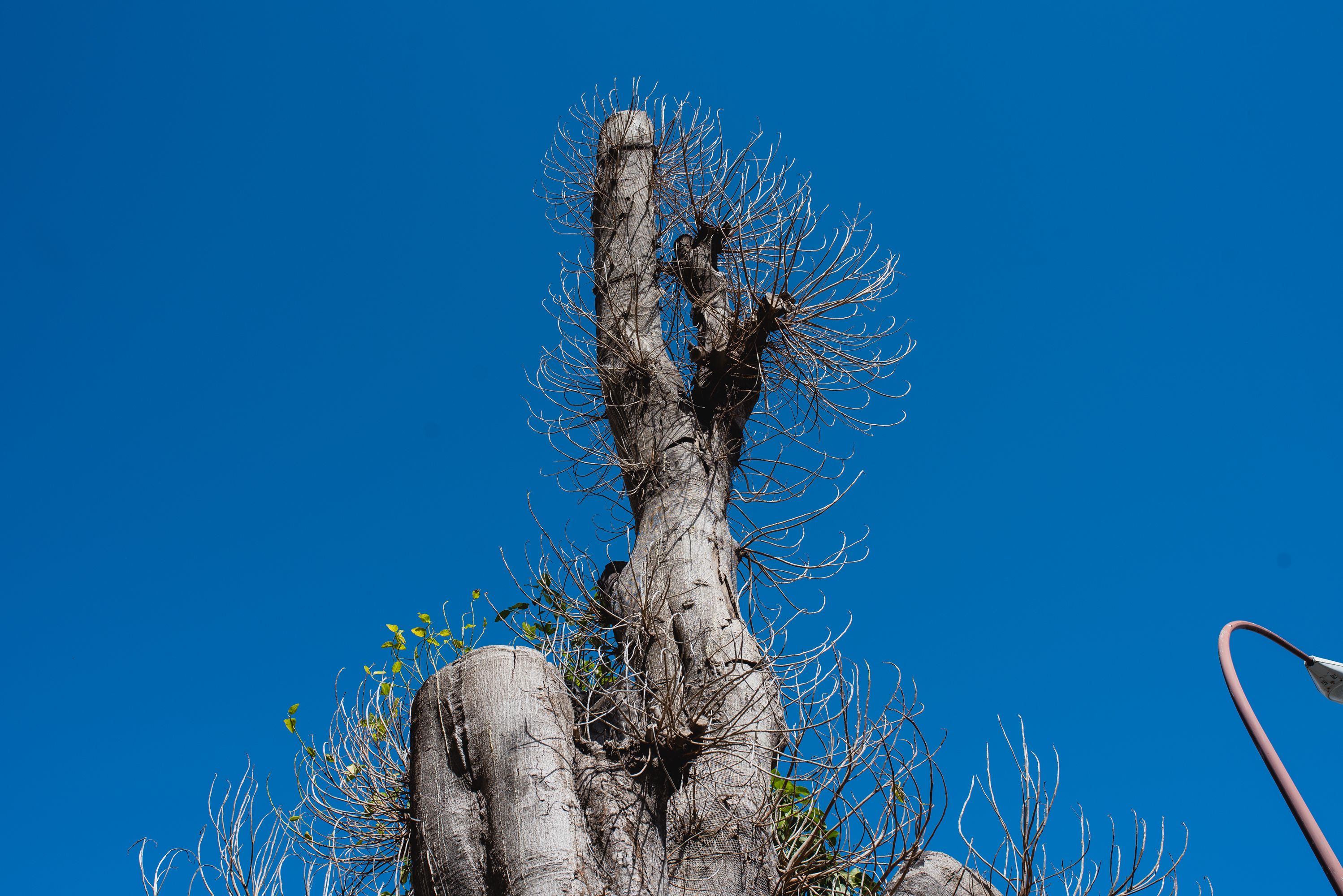 El ficus de San Jacinto, en Sevilla, posee un estado preocupante.