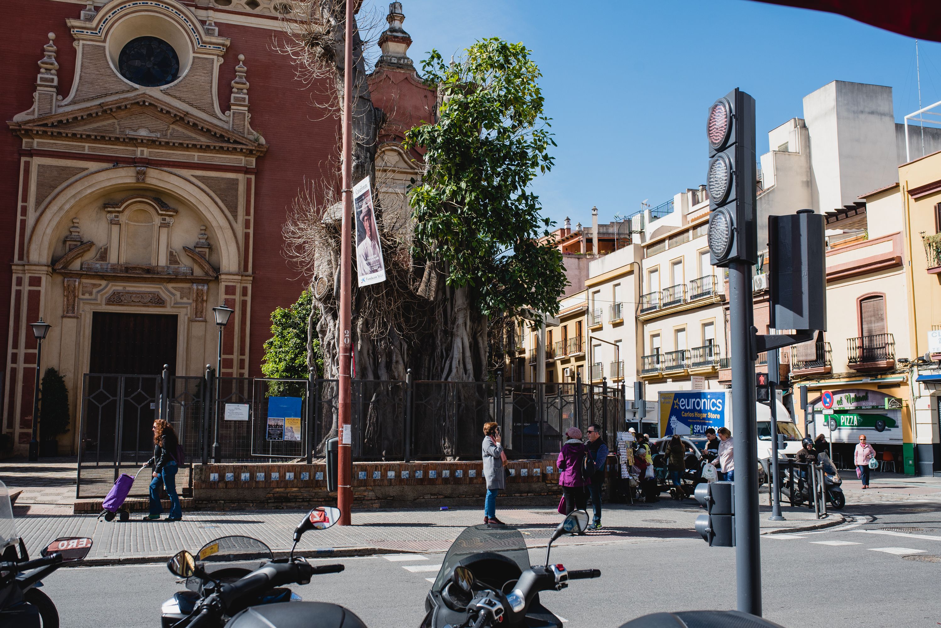 El ficus de San Jacinto, en Sevilla, posee un estado preocupante.
