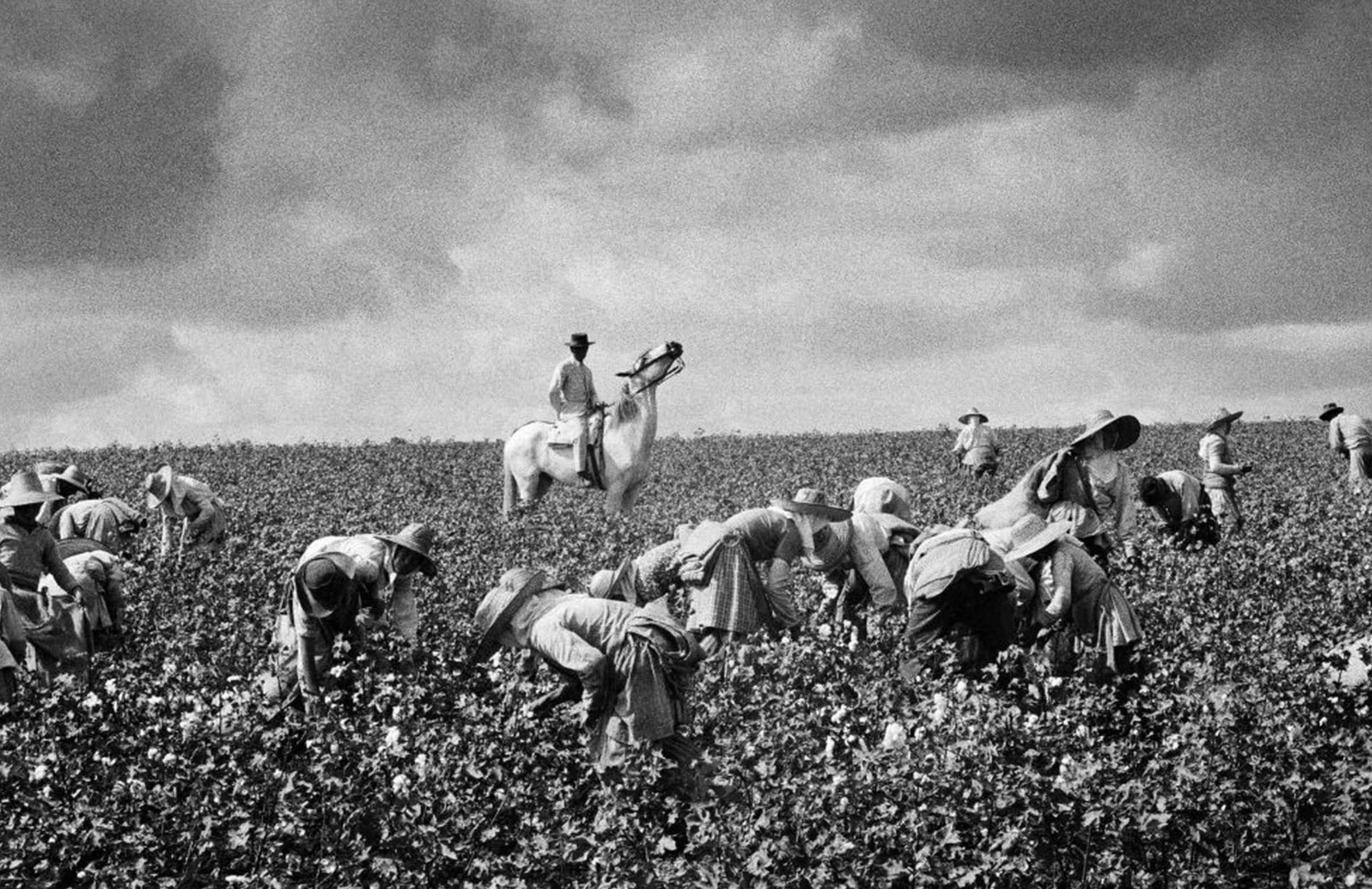 La foto de Masats de una plantación de algodón de Jerez con un capataz a caballo.