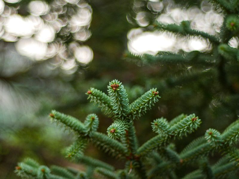 Algoritmos y un "oasis" para salvar al pinsapo de la extinción