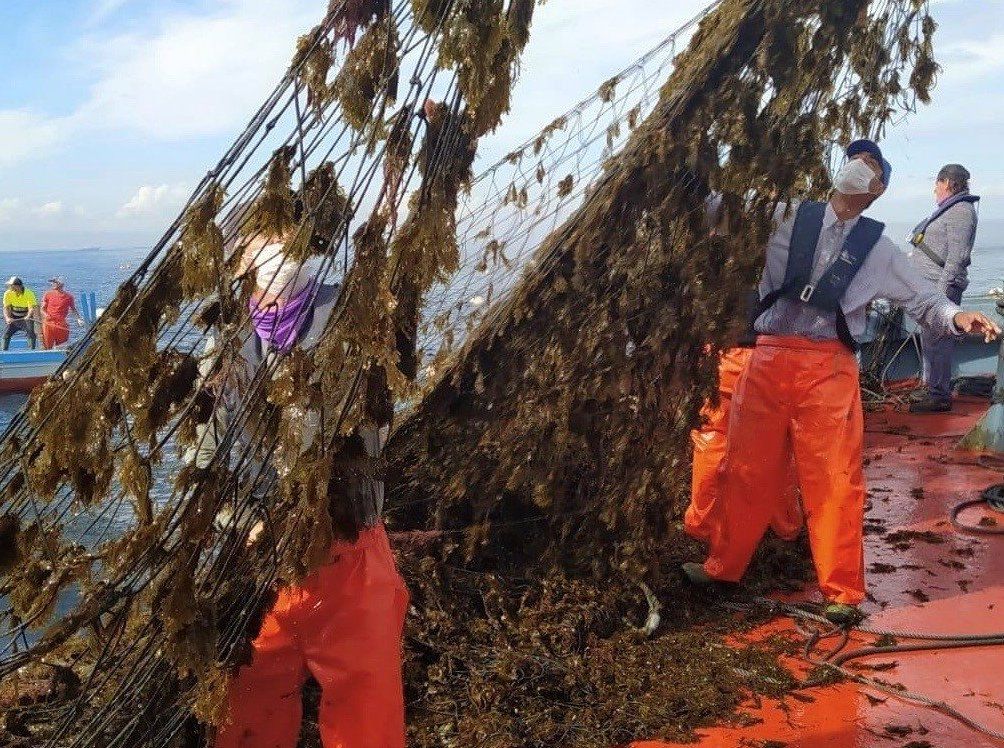 Imagen de archivo de pescadores recogiendo las redes repletas de algas asiáticas.