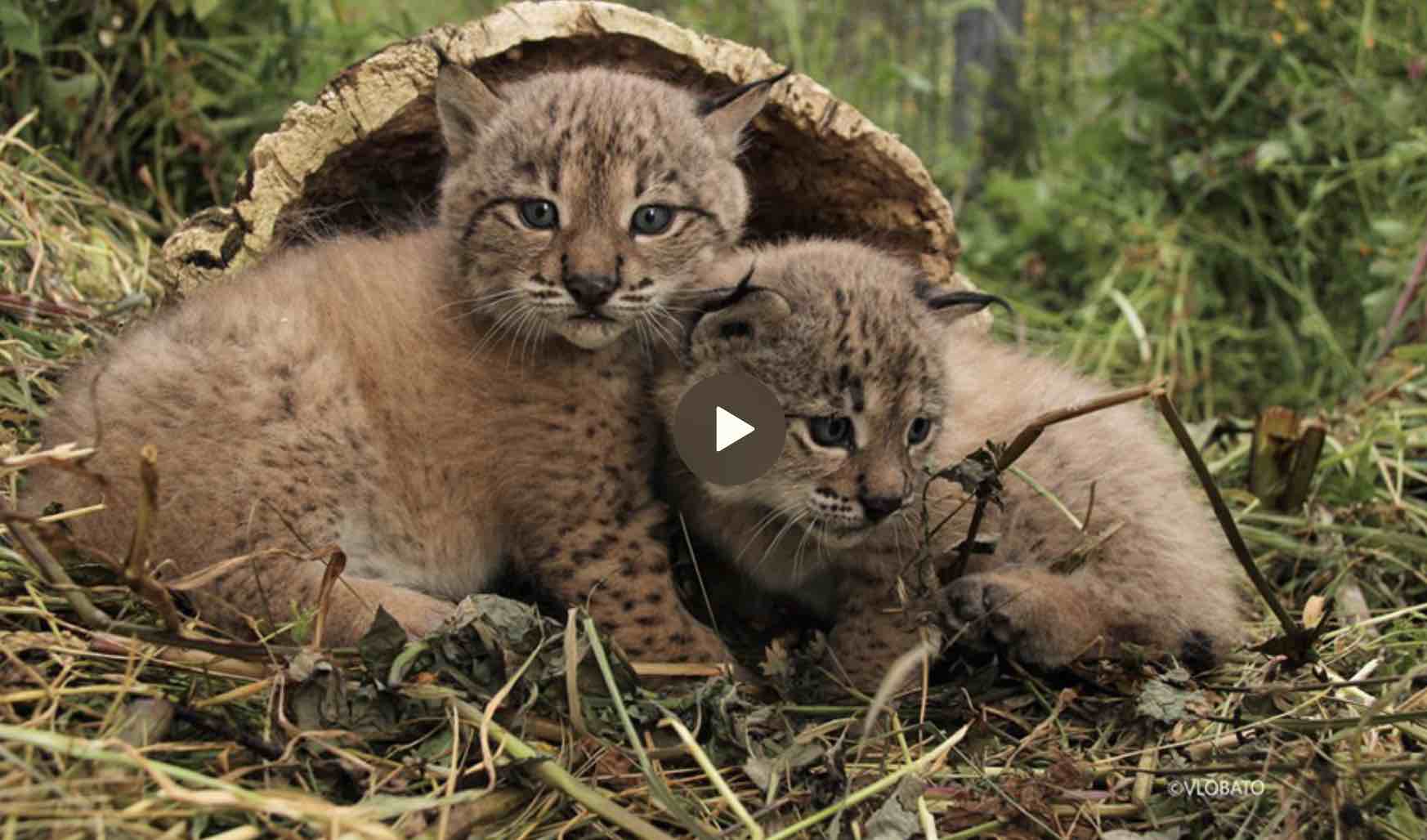 Los nuevos cachorros.