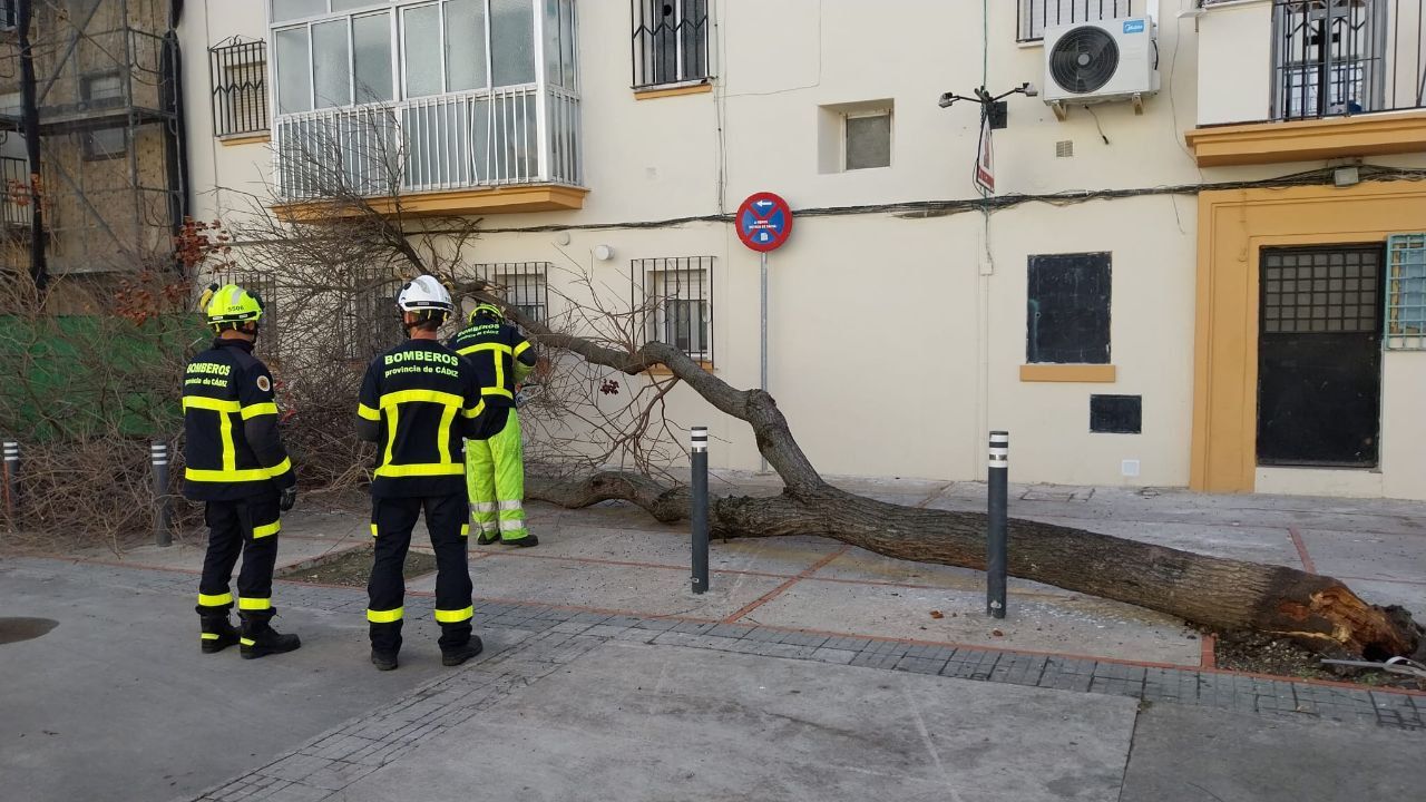 El árbol caído esta mañana en la barriada de La Constancia.