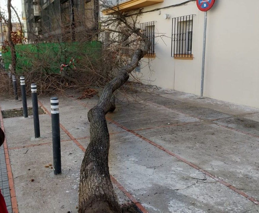 La caída del árbol no ha causado daños personales.