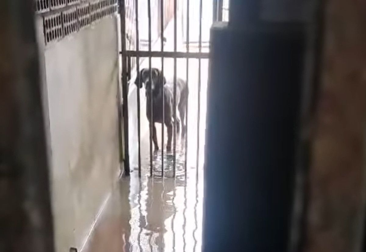 La perrera de Los Barrios, inundada.