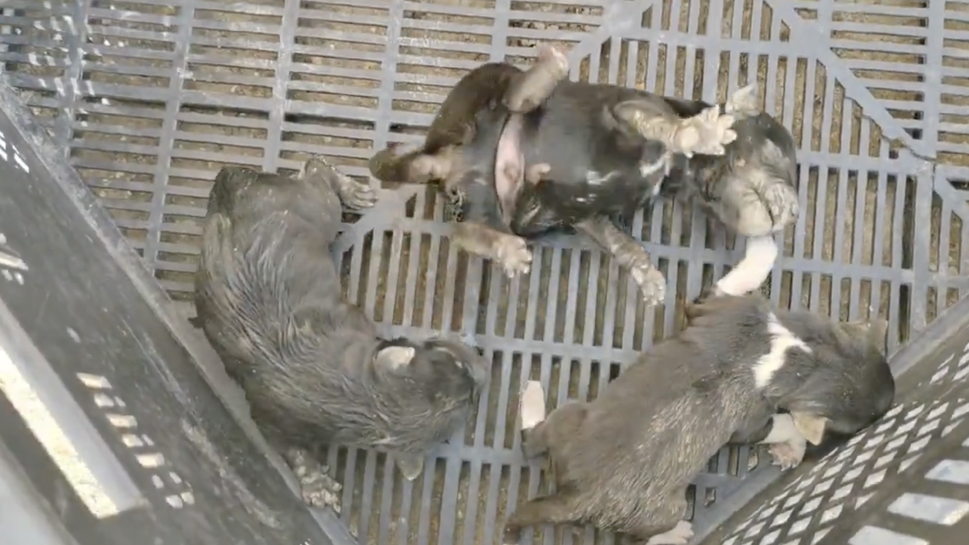 Cachorros recién nacidos abandonaros en Sanlúcar. Cachorros recién nacidos abandonaros en Sanlúcar.