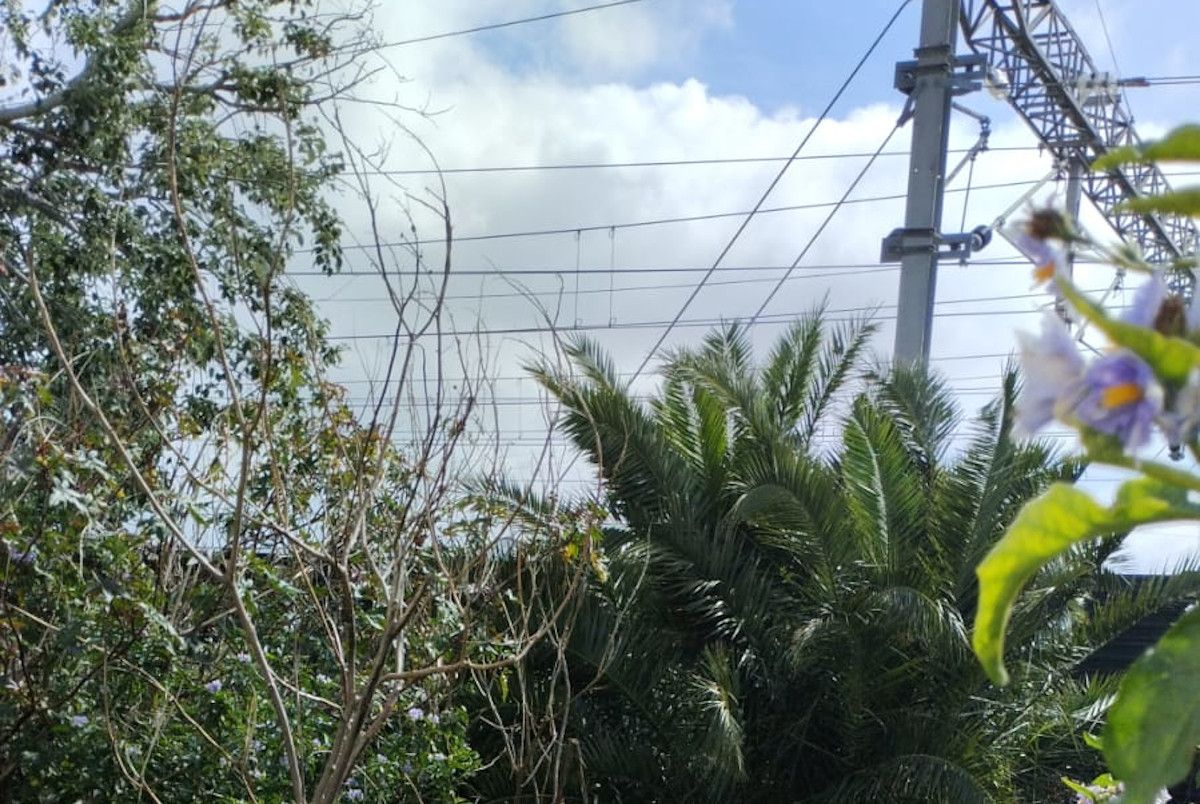 Una parte de la "selva" de El Tejar, en El Puerto.