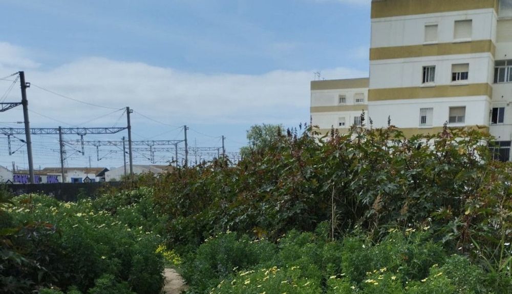 Estado del terreno conocido como "selva" de El Tejar.