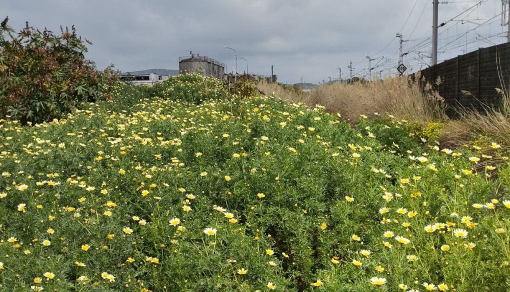 Zona llena de maleza en El Tejar.