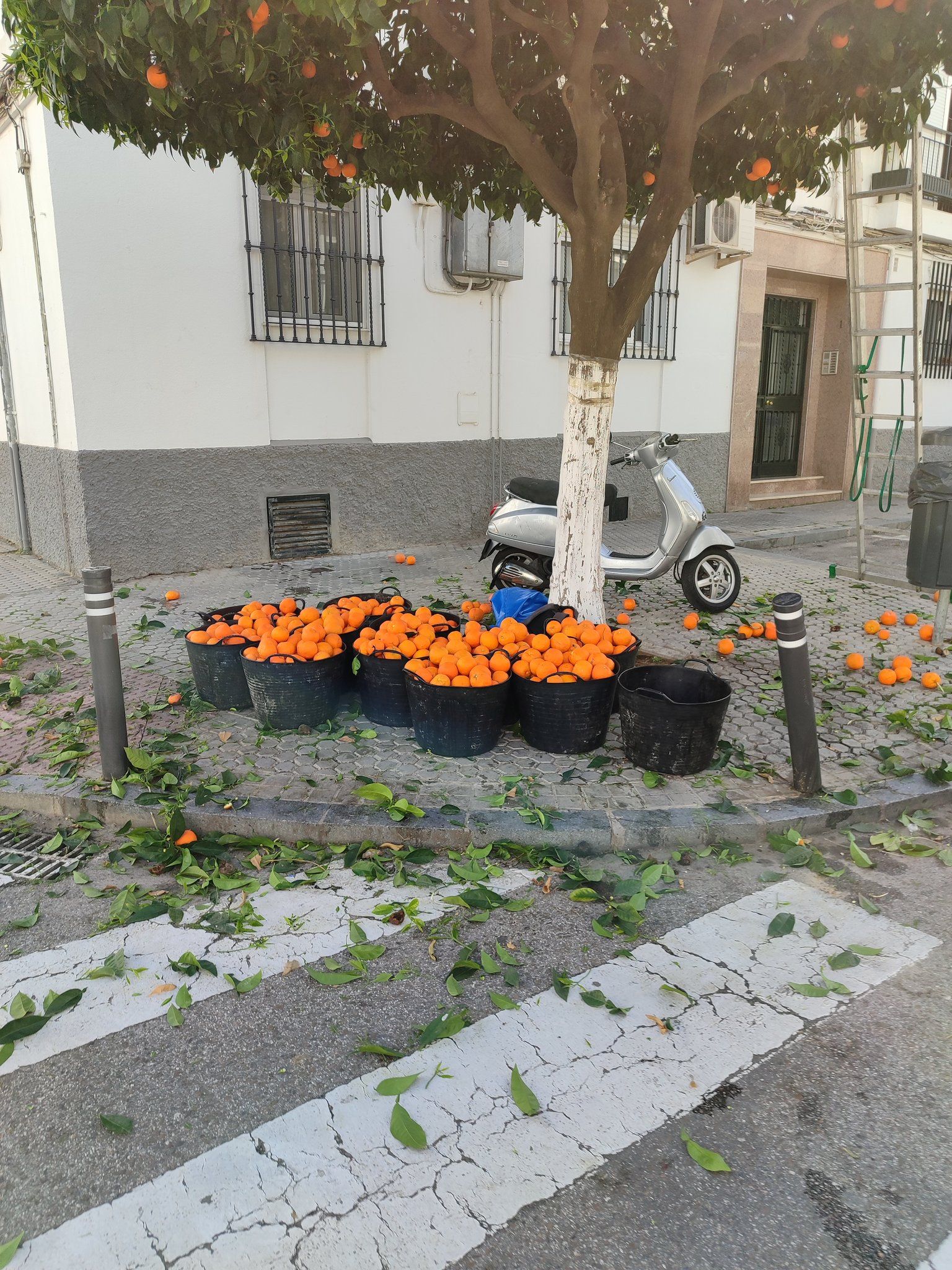 Naranjas bajo un naranjo de Sevilla.