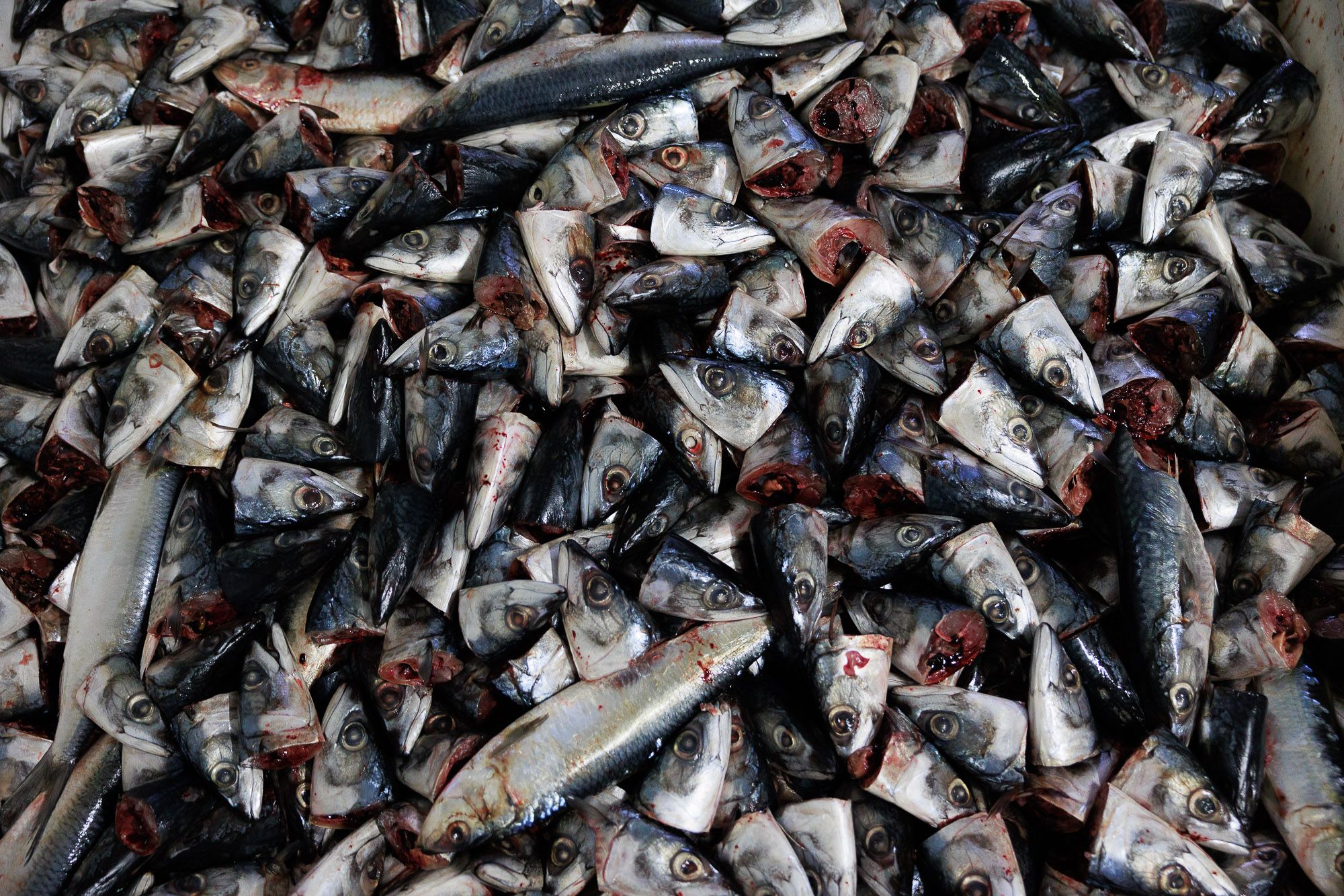 Conservera Tarifeña  01