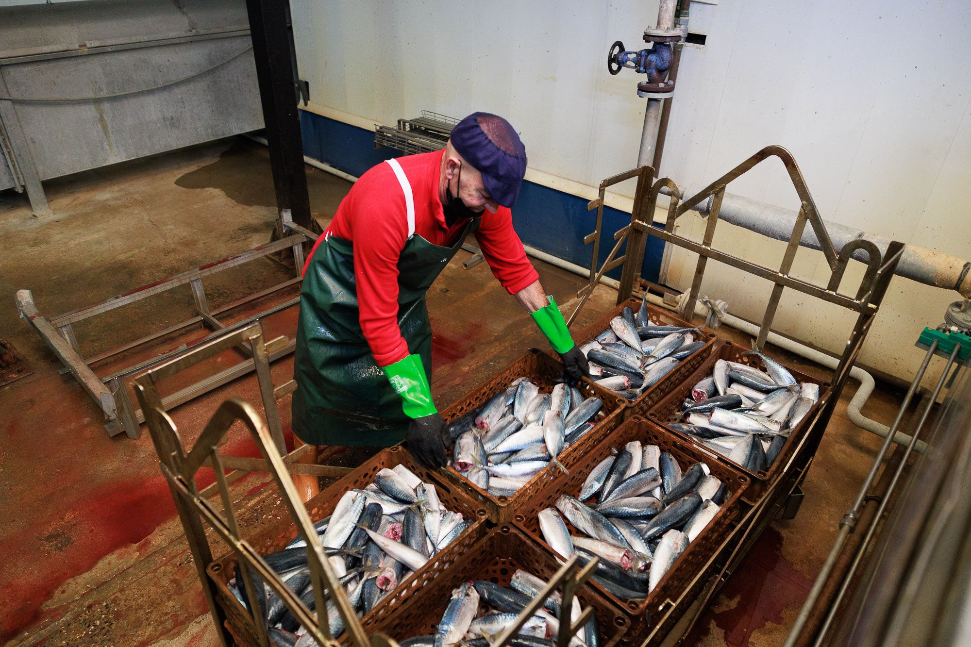 Conservera Tarifeña  05