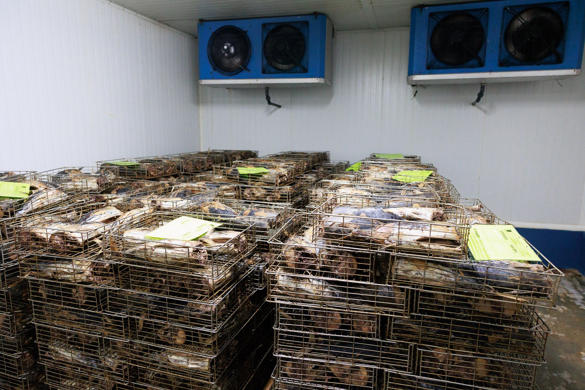 Conservera Tarifeña  10