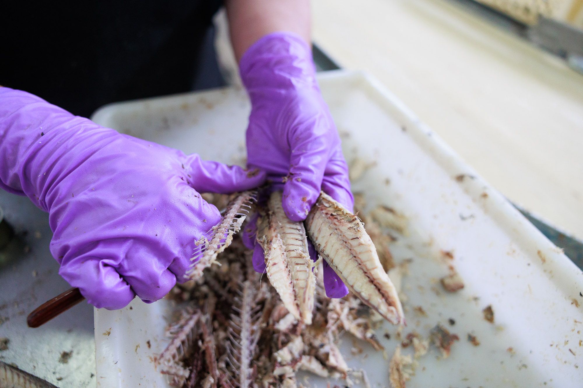 Conservera Tarifeña  13