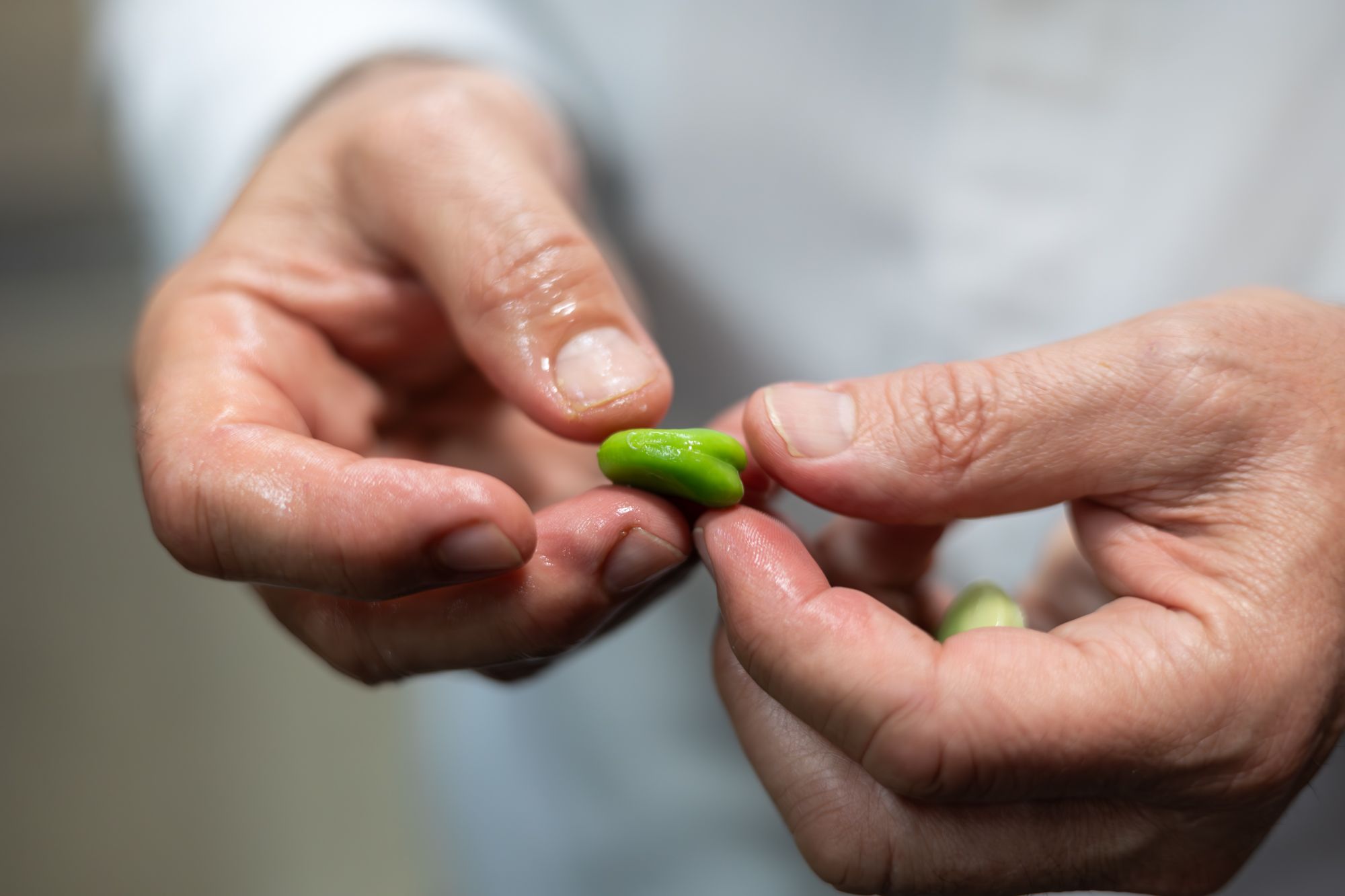 Habas preparadas para ser utilizadas en la cocina
