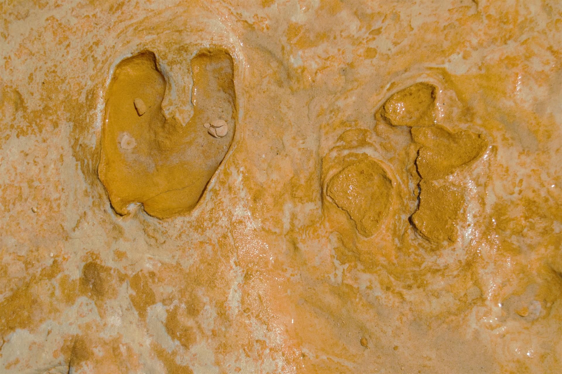 Huellas fósiles encontradas en Matalascañas.