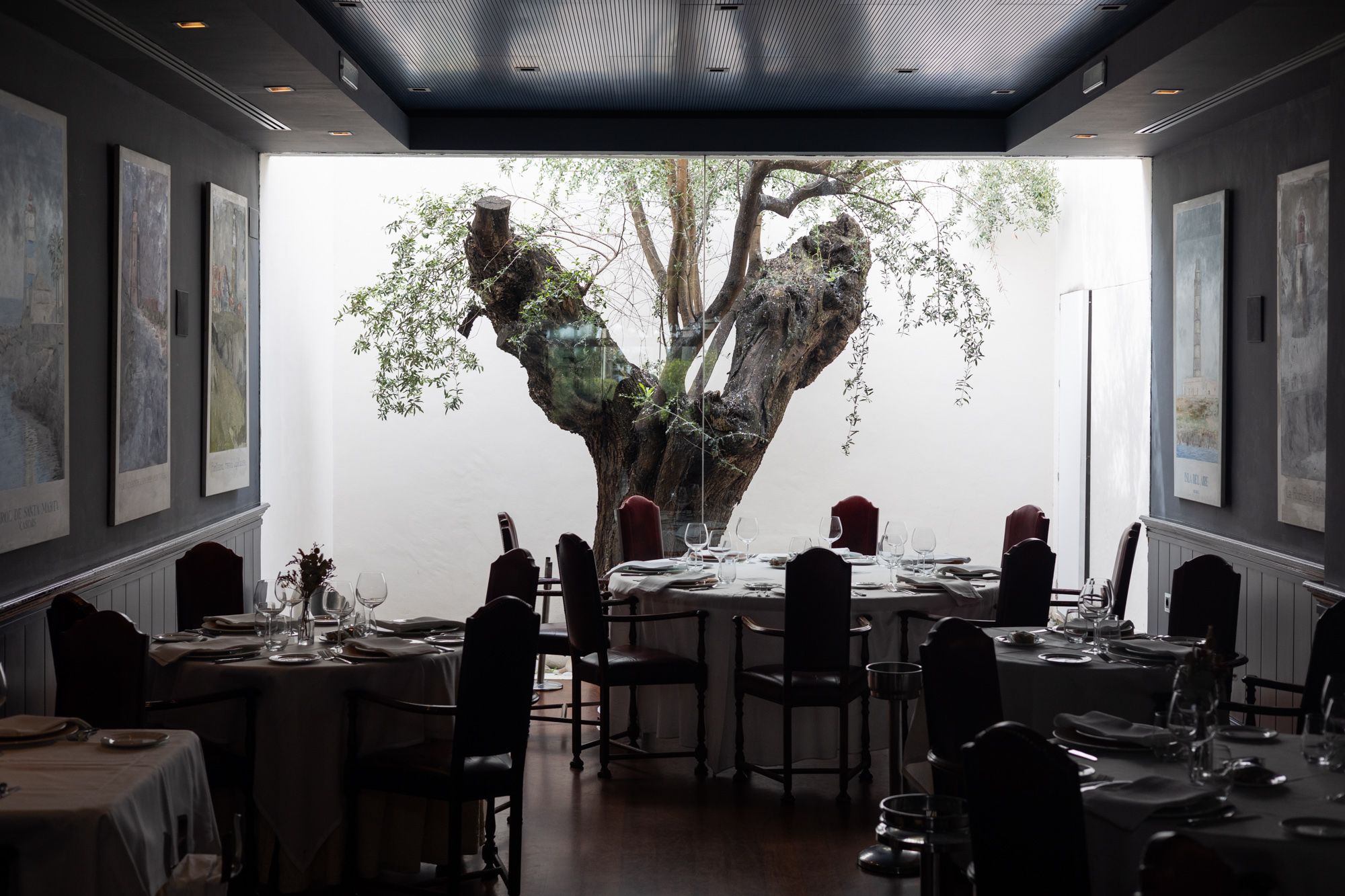 Acebuche tricentenario en uno de los salones