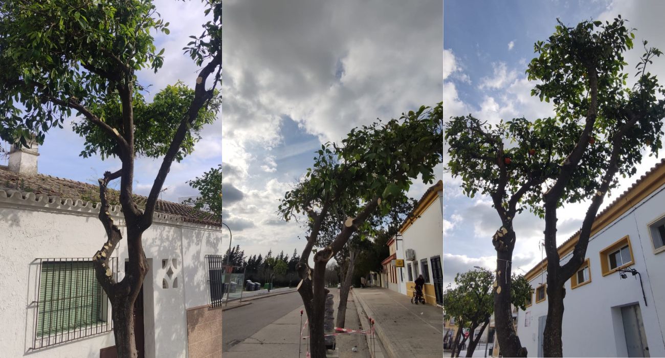 Imágenes de la poda indiscriminada de árboles en Estella del Marqués.