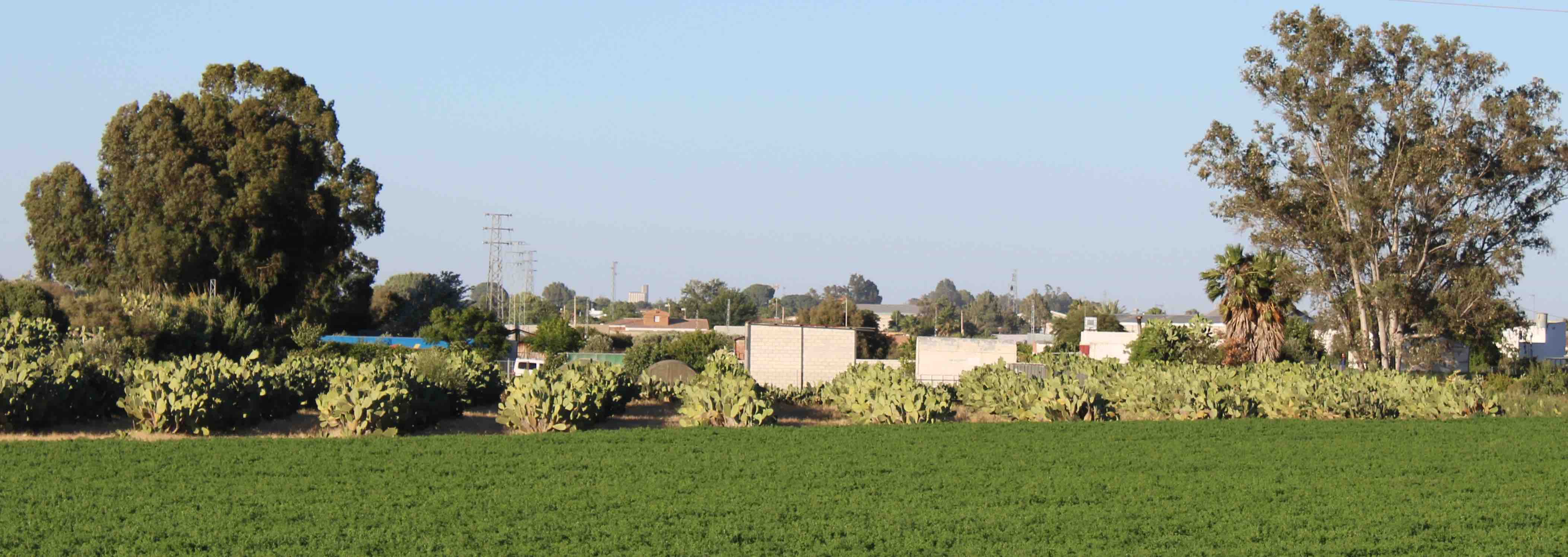 Plantación de chumberas en Los Palacios y Villafranca. FOTO: ISABEL MONTES