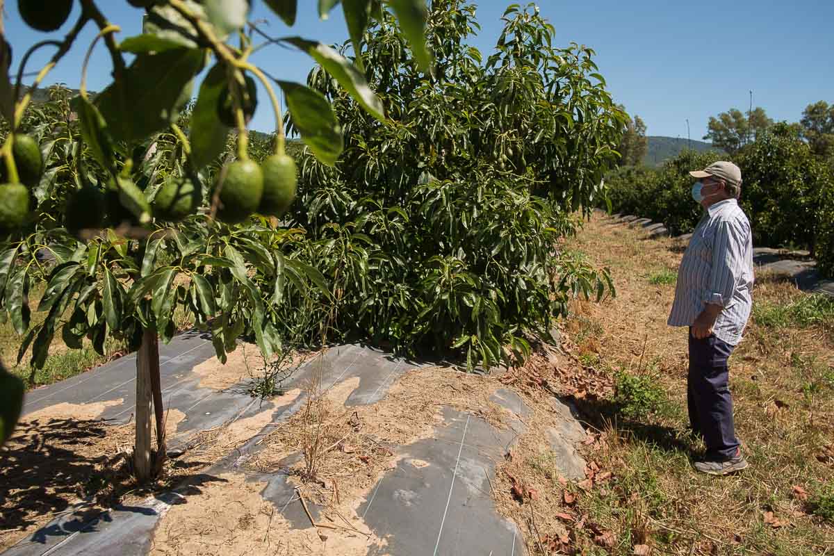 Pepe Díaz, en su finca de aguacates en San Pablo de Buceite. FOTO: MANU GARCÍA