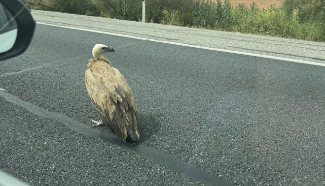 Un buitre leonado que ha obstaculizado el tráfico en la autopista.