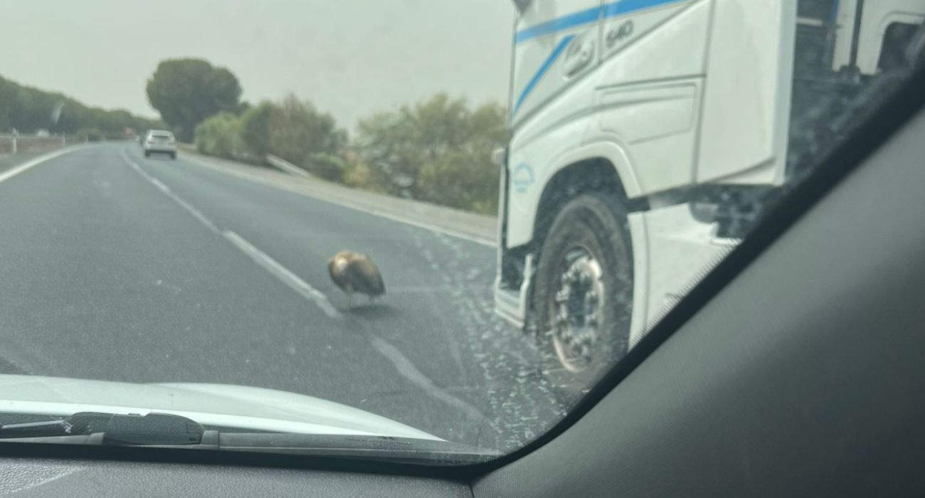La presencia de un buitre aleonado en la autopista entre Sevilla y Cádiz ha retenido el tráfico.