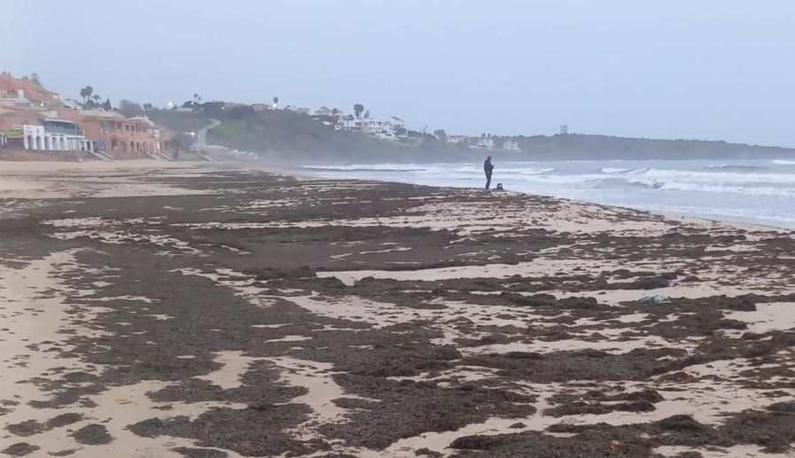 La playa de Getares, en Algeciras, plagada de algas.