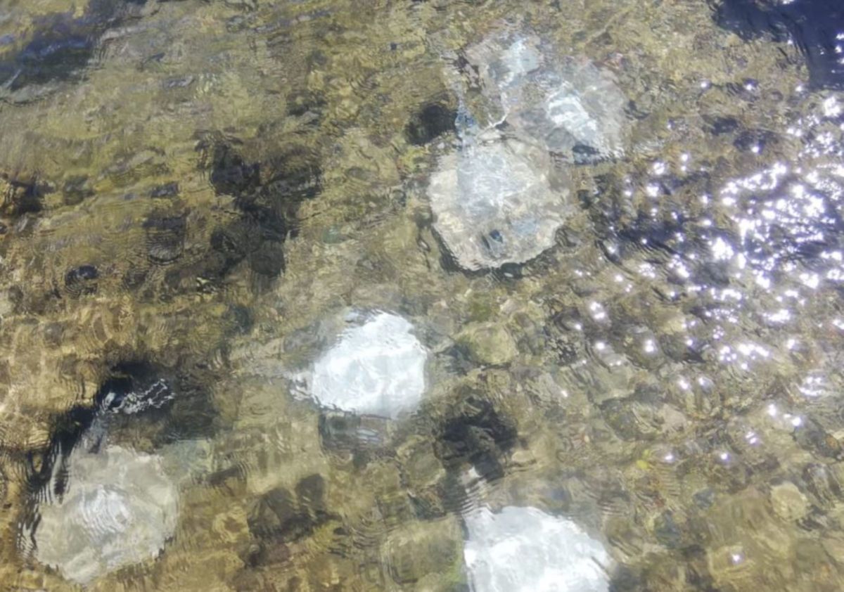 Las rayas posibblemente descartadas en Chiclana. FOTO: Ecologistas