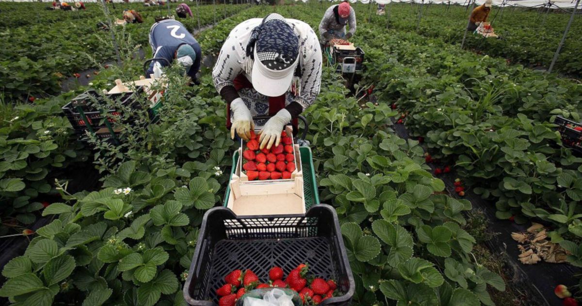 Trabajadores migrantes en el campo de Andalucía, un colectivo cuyos hijos participan habitualmente de las Zonas de Transformación.