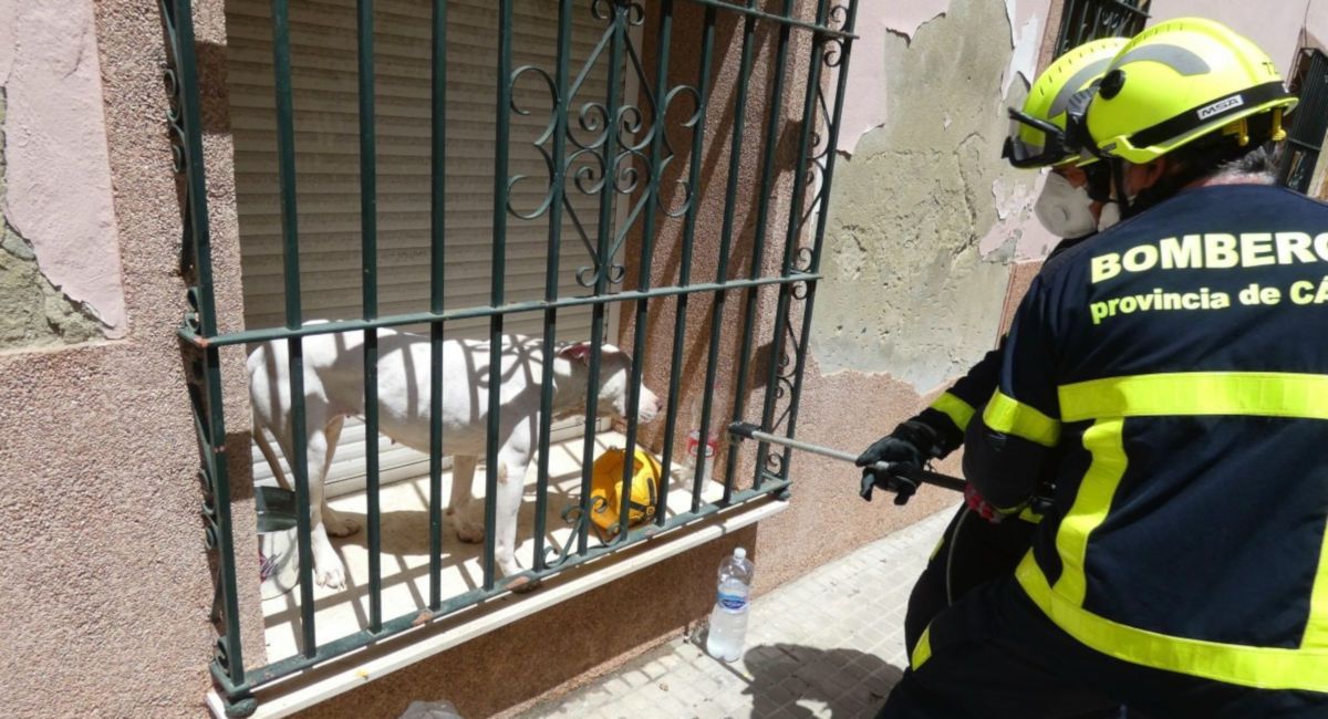 Primera actuación de los bomberos para el rescate del animal en una casa del centro.