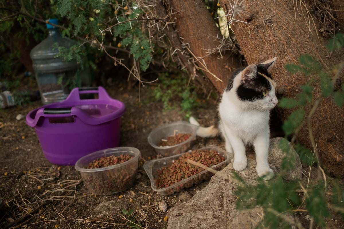Alimentación de las colonias felinas en El Puerto.