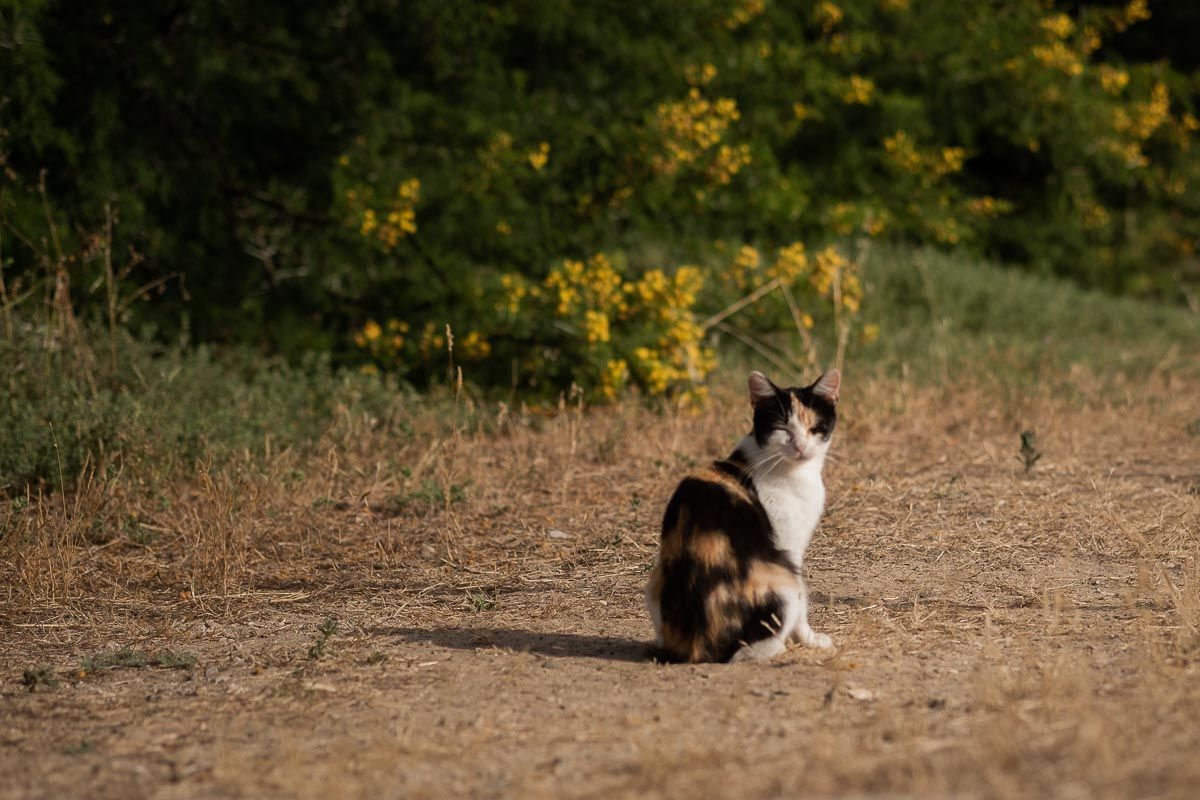 Un gato en una imagen de archivo. FOTO:MANU GARCÍA