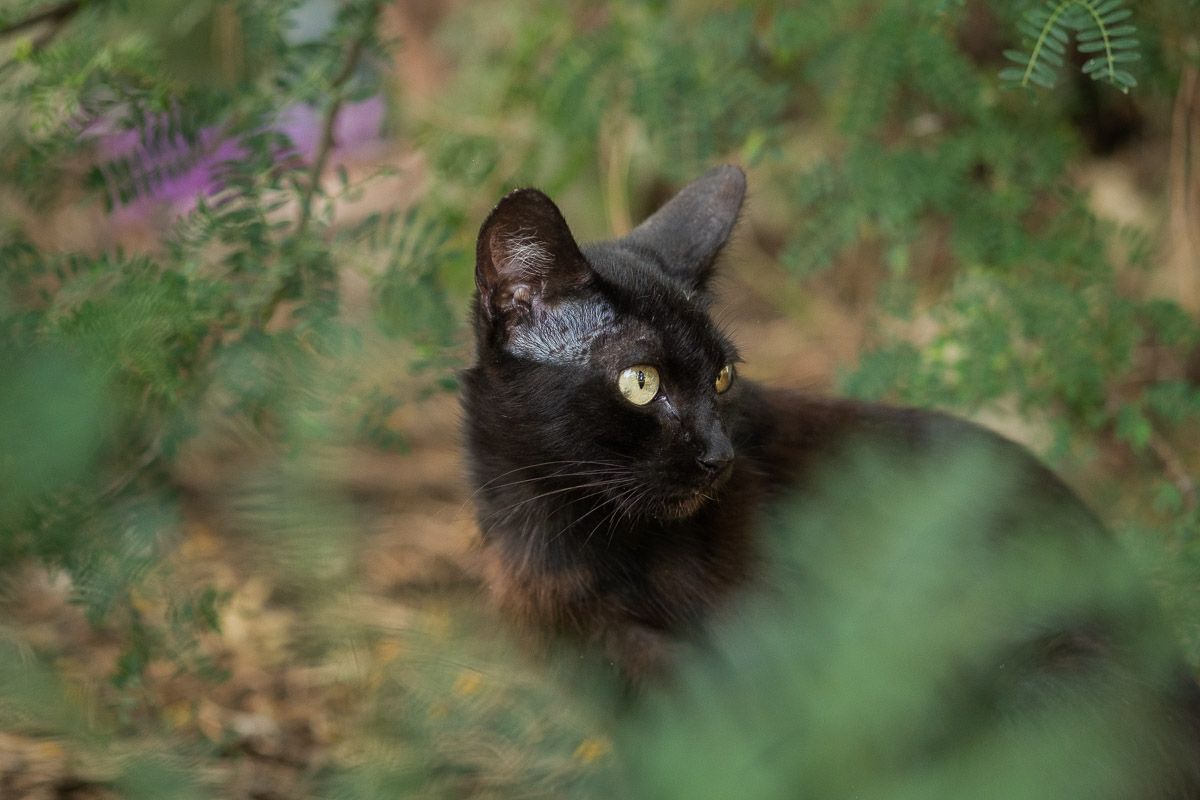 Empresas de control de plagas capturan a los gatos del parque de los Toruños.