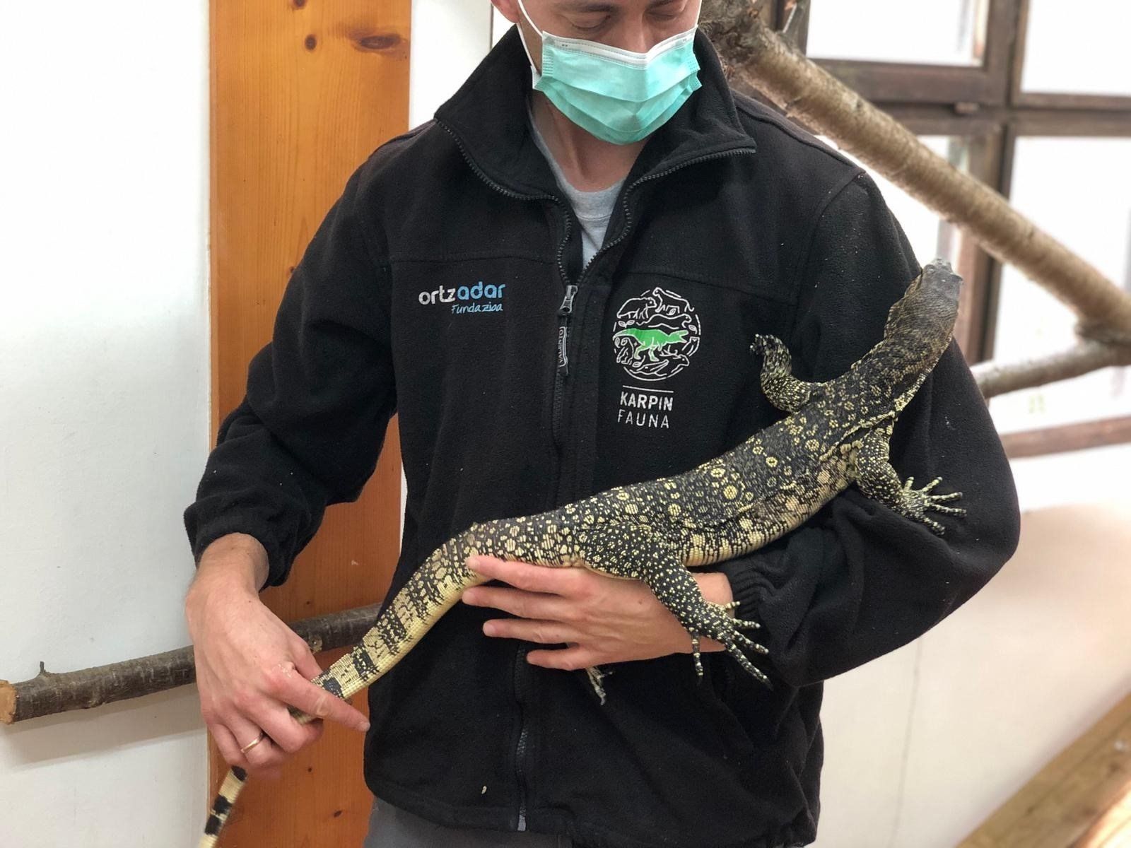 La cría de varano ha sido acogida en el Karpín. - AYUNTAMIENTO DE VITORIA