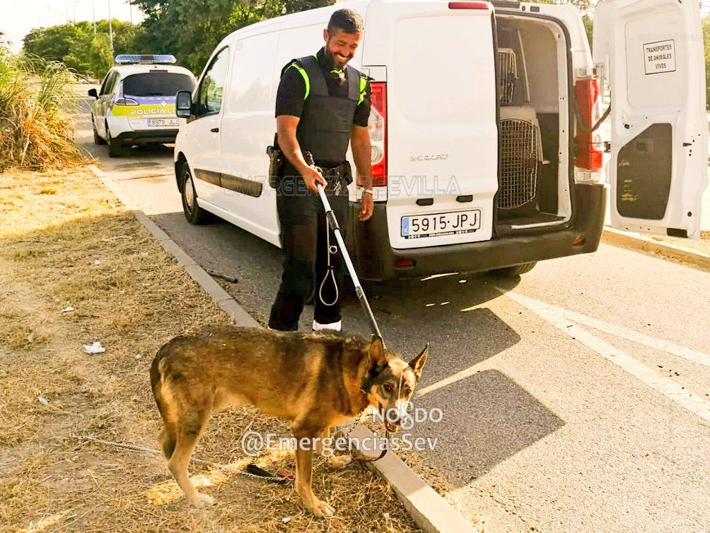 El animal antes de ser trasladado al zoosanitario atendido por los agentes de policía. FOTO: Emergencias Sevilla
