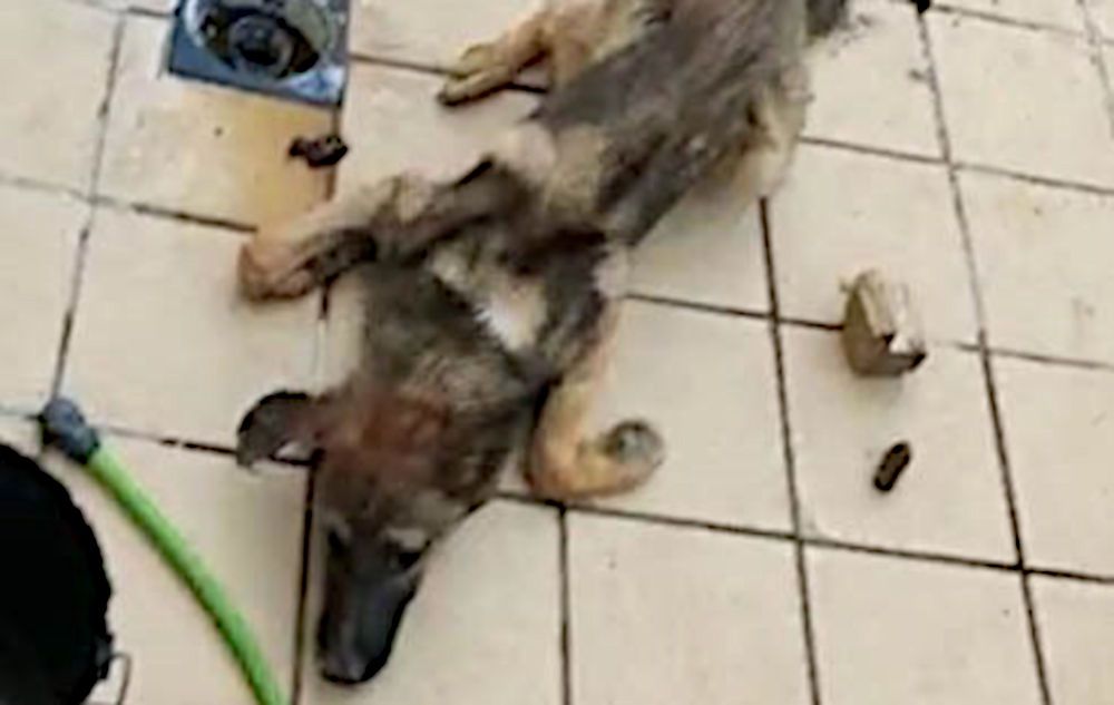 Imagen de uno de los perros rescatados. FOTO: CNP