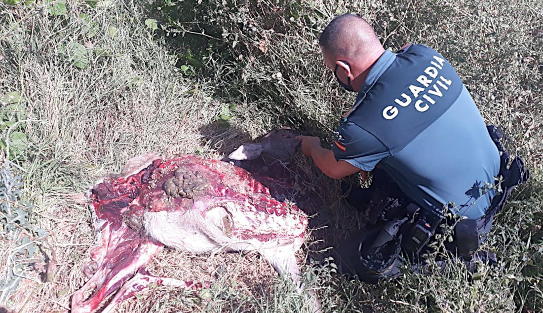 La Guardia Civil investiga los restos del animal en la finca. FOTO: GC
