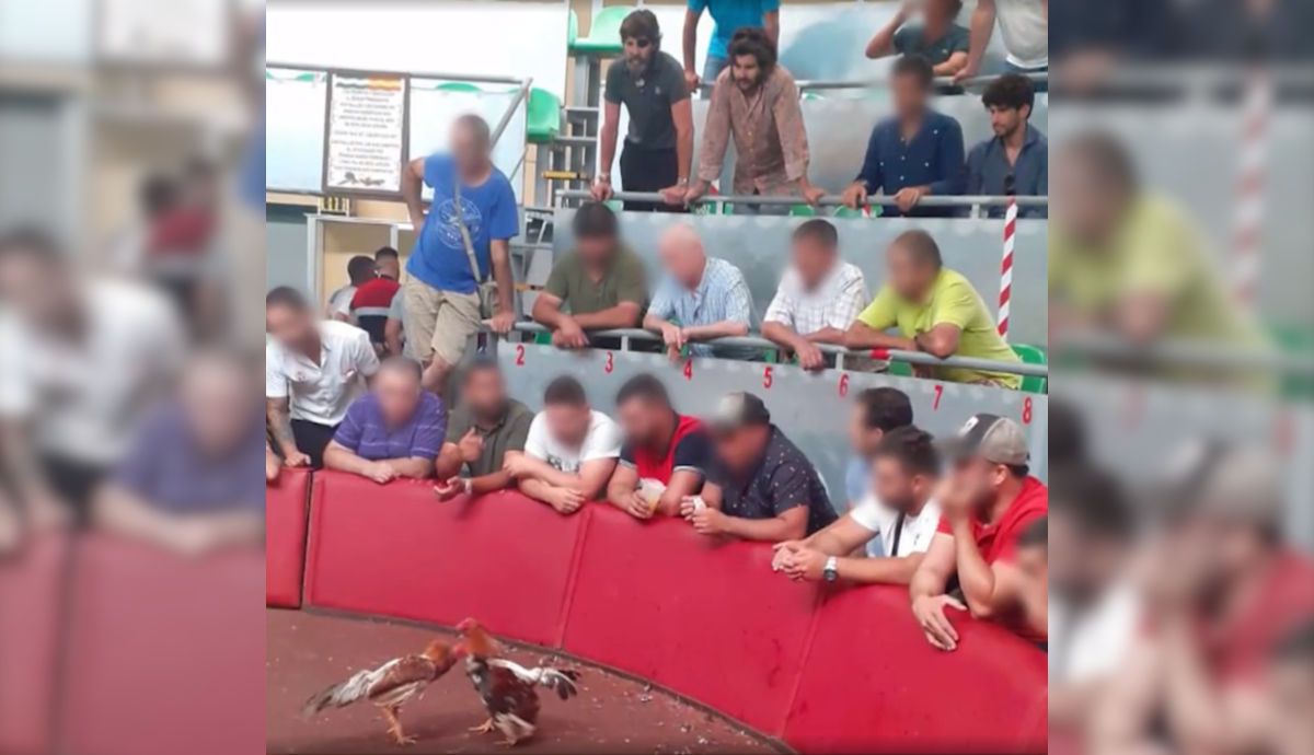 Una imagen de la pelea emitida por 'Telecinco', con los tres toreros arriba en la grada. Una imagen de la pelea emitida por 'Telecinco', con los tres toreros arriba en la grada.