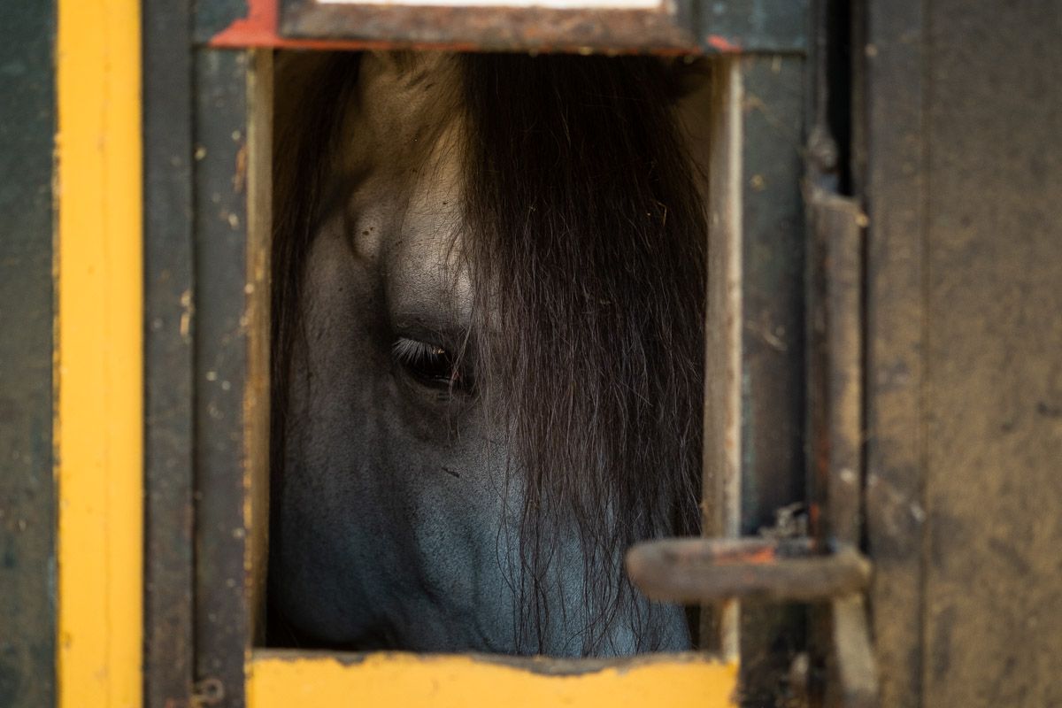 Uno de los pura raza de la Yeguada Cartujana.