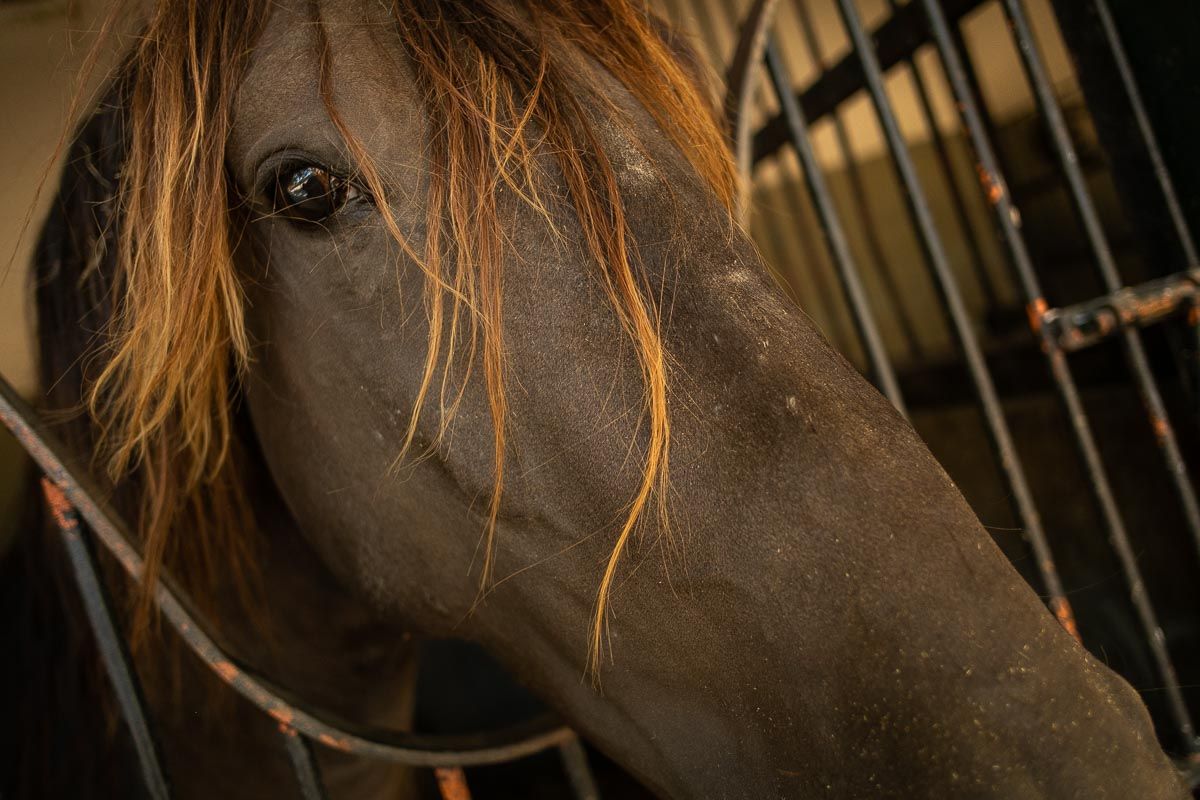 YEGUADA_DE_LA_CARTUJA_HIERRO_DEL_BOCADO_00017