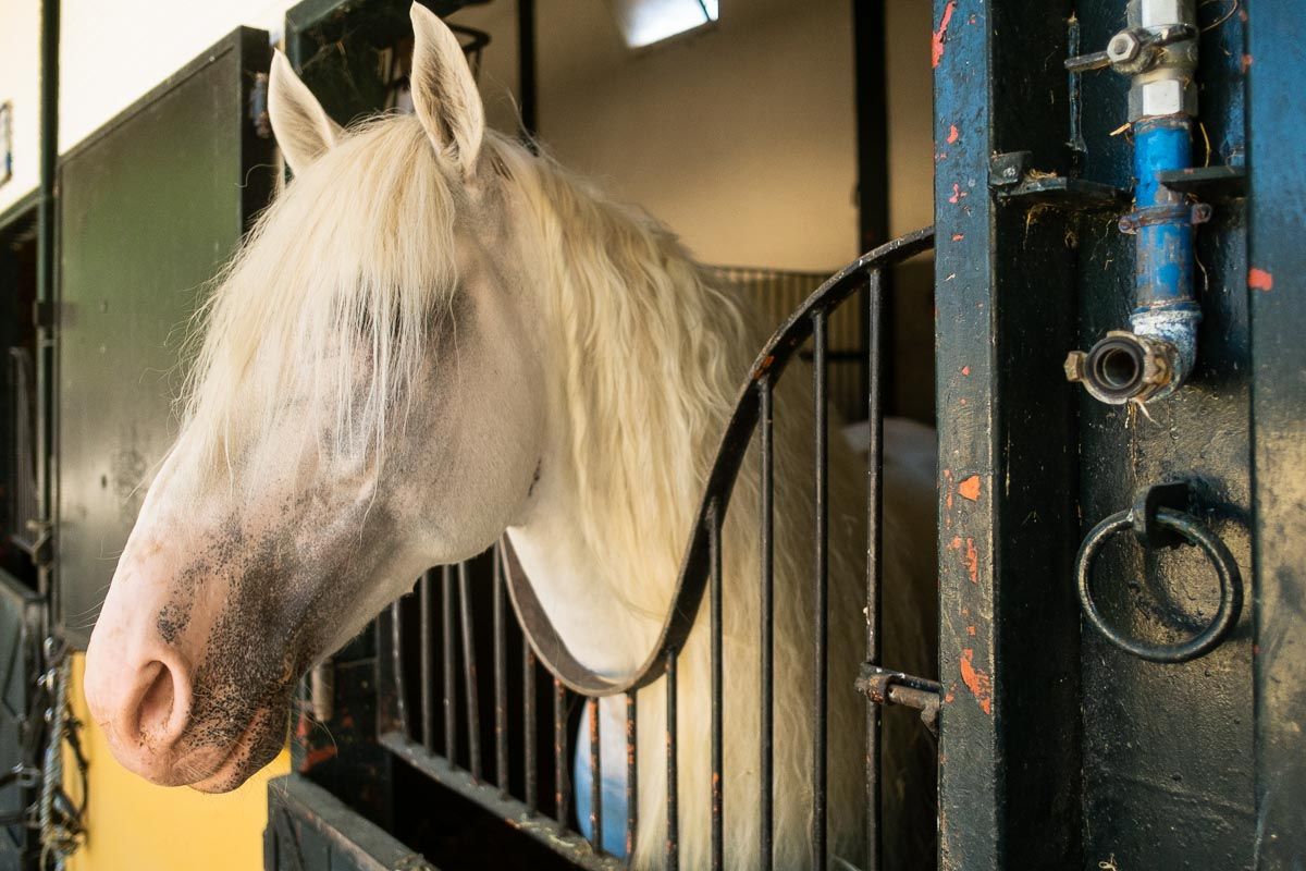 YEGUADA_DE_LA_CARTUJA_HIERRO_DEL_BOCADO_00031