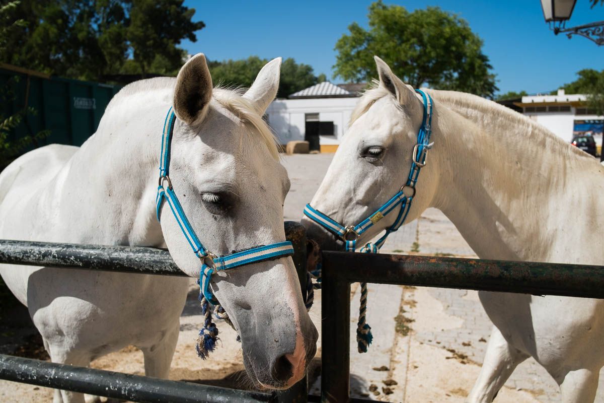 YEGUADA_DE_LA_CARTUJA_HIERRO_DEL_BOCADO_00034