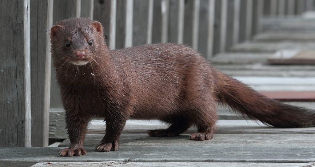Un visón en libertad. FOTO: Wikimedia
