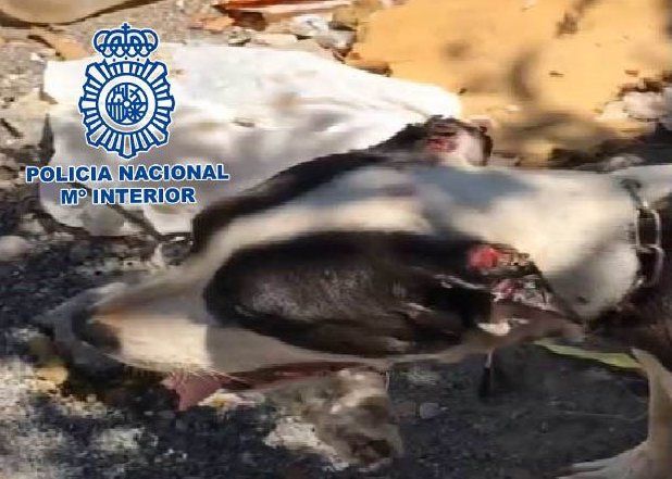 Uno de los perros maltratados.