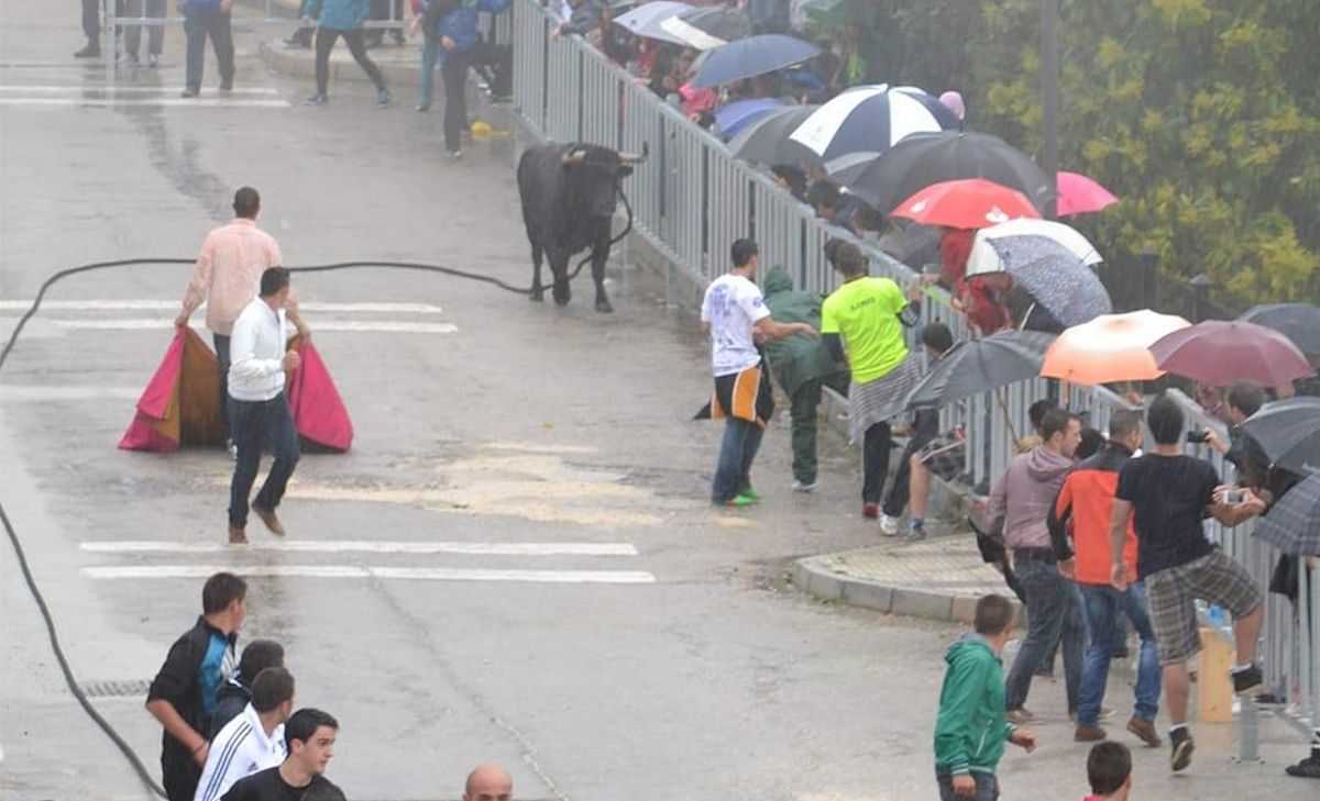 Herido en la fiesta del Toro de cuerda de Gaucín, en Málaga.