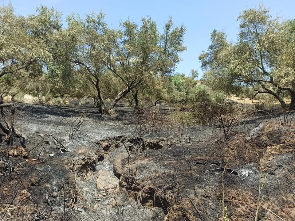 Estado de la vegetación tras el incendio decretado en Zahara.