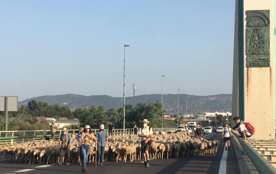 El rebaño, a su paso por Córdoba.