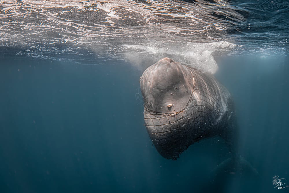 El cachalote Toño, con la red alrededor quebrando su piel, en una imagen cedida por Rafael Fernández.