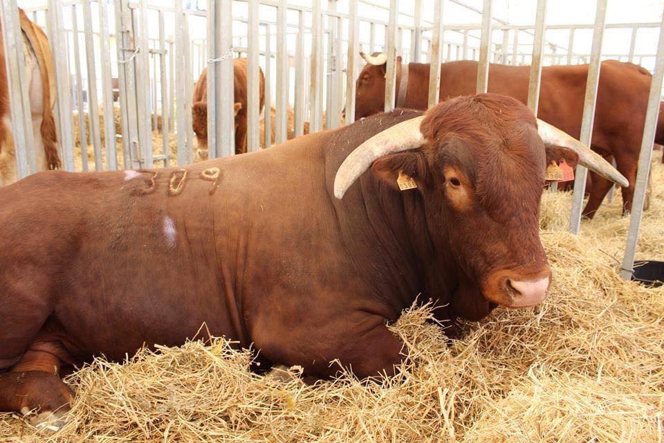 Un ejemplar en una pasada feria de ganadería en Vejer.