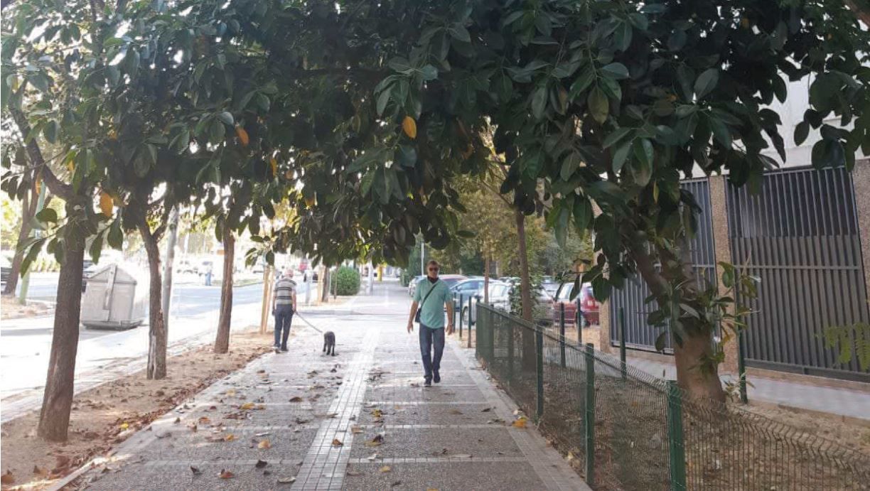 La copa del ficus talado, incluida en el informe público y accesible del Ayuntamiento de Sevilla.